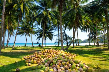 coconut crop