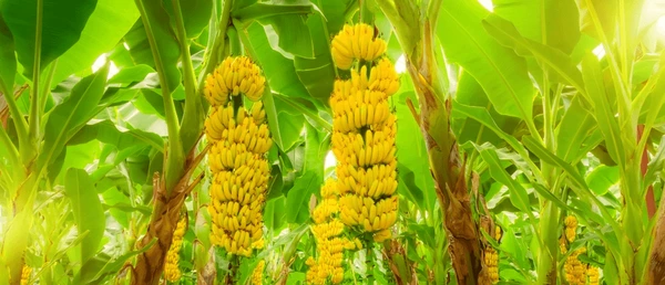 Banana Crop